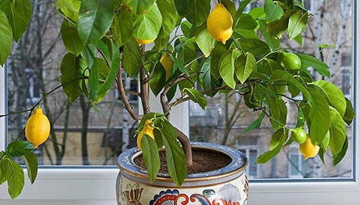 Как же вырастить лимон из косточки?